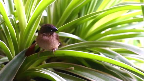 sparrow perched on foliage on flowers in pots. stock videos of little birds.