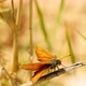 A brown butterfly sits on a plant. The butterfly flies away. - VideoHive Item for Sale