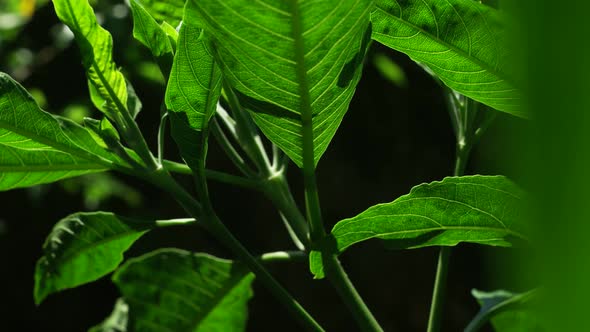 Green Leaf in Nature