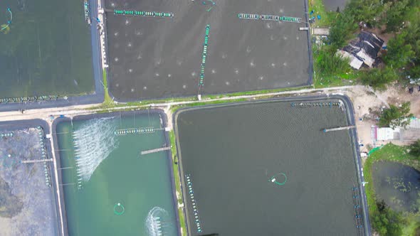 Top-down bird's eye view of dry and water-filled shrimp farms.