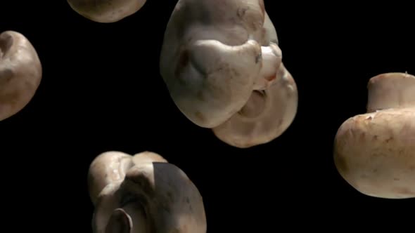 Super Closeup of the Champignon Mushroom Falling Down on the Black Background