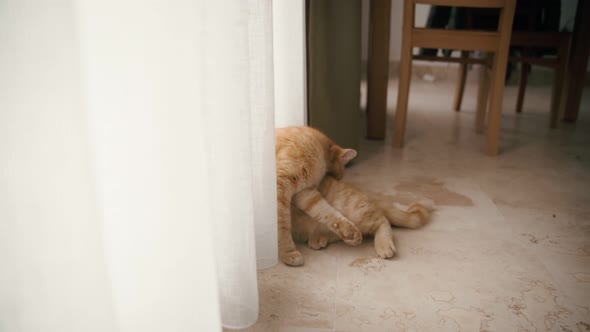 A Cute Playful Ginger Cat Sitting By the Curtain in the Living Room