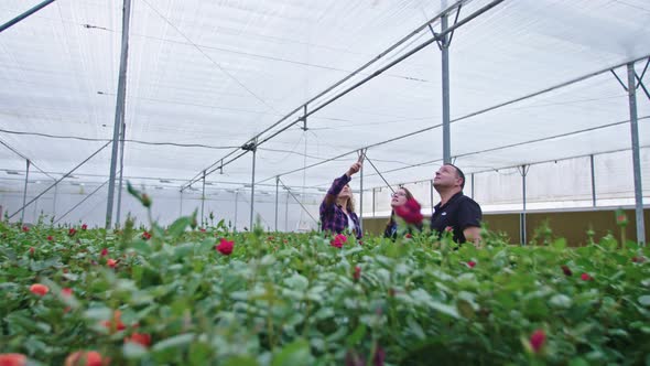 Three agronomists standing in a flower greenhouse looking around