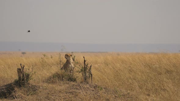 Cheetah in Masai Mara