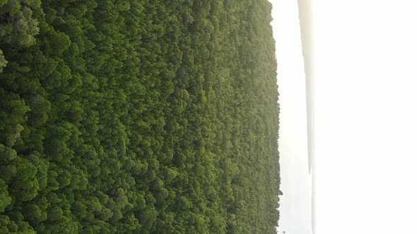 Zanzibar Tanzania  Ocean Shore Covered with Green Thickets Vertical Video Aerial View