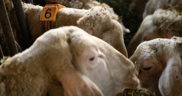 Sheeps on a Flock Farm