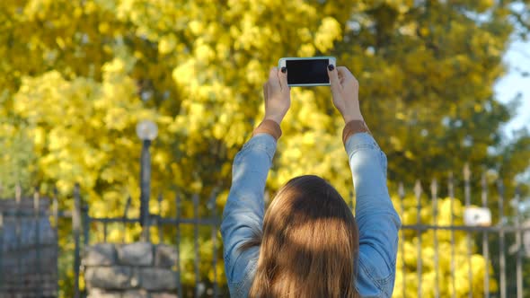 Pretty woman using smartphone and take a picture of mimosa tree with flowers