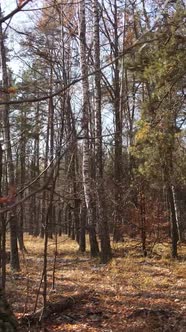 Vertical Video of a Forest with Trees During the Day