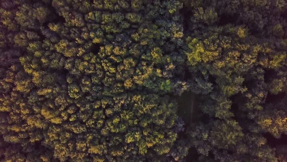 Bird View of Sunny Green Forest in Golden Summer Evening Nature