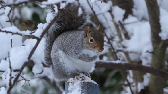 Grey Squirrel,Sciurus carolinensis.  Single adult  perched on post with snow covered trees in backgr