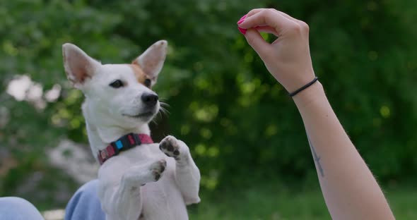 The Jack Russel Dog Obeys Commands and Gets on Its Hind Legs for Getting Tasty Reward  120Fps Prores