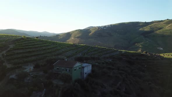 Flying over a house and rows of grape vines on a hilltop vineyard at early morning in Douro Valley,