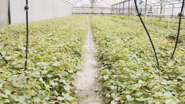 Large industrial nursery with organic vegetable plants growing inside a greenhouse