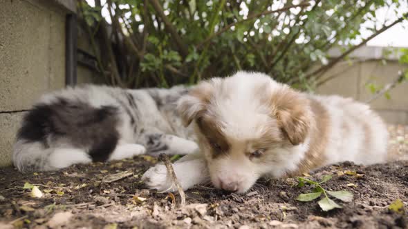 A Cute Little Puppy Chews on a Small Twig and Sniffs the Ground Under a Shrub