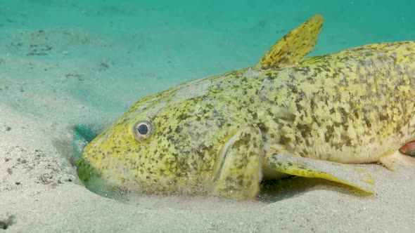 A large yellow Estuary Catfish filters sand through its mouth and gills  as it searches for food on