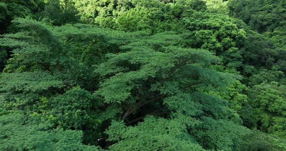 Aerial footage of beautiful tropical forest mountain landscape in summer