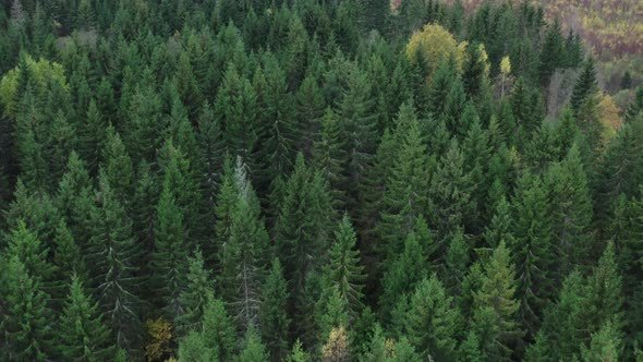 Flight Above Spruce Forest