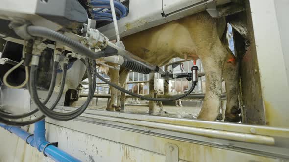 Automatic laser guided machine attaches device to wash milk cow's teats