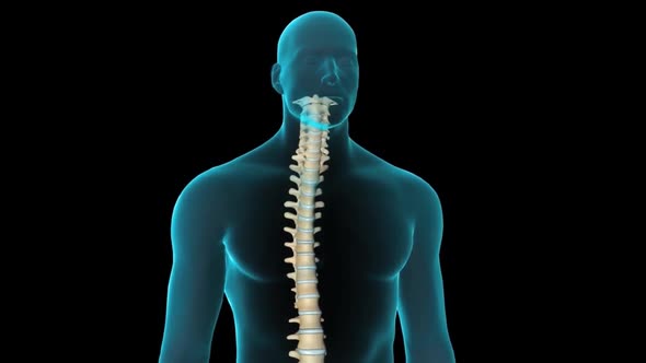 Spinal cord , normal intervertebral disc 3D animation