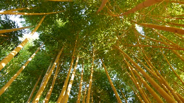 Bamboo Forest Exotic Asian Tropical Atmosphere