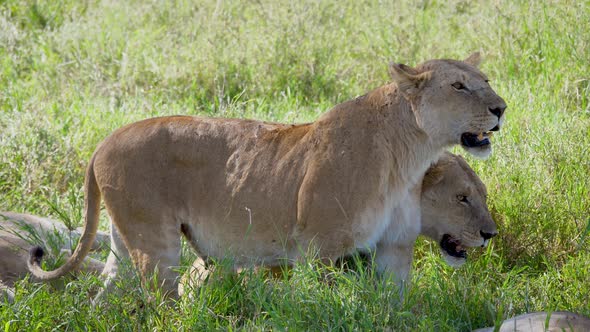 Close Up Of Wild African Lioness Looking For Prey On The Plain In The Wildlife