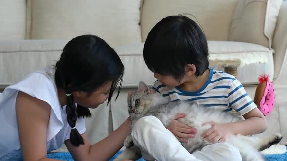 Asian Children Playing Persian Cat In Living Room