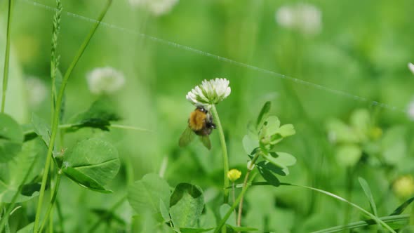 Profile view of bumble bee collecting nectar and pollen from white clover