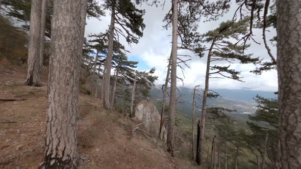 Evergreen Pine Trees Grow on Brown Rocky Cliff Edge Fpv