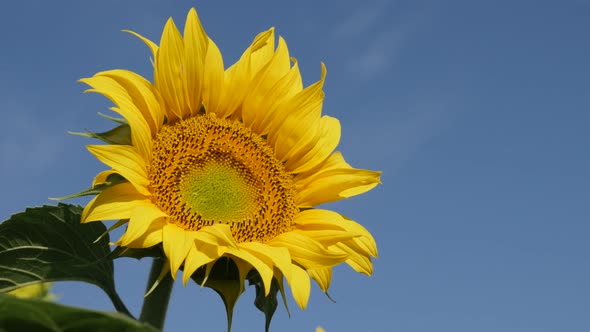 Yellow ray florets of sunflower Helianthus annuus plant 4K footage