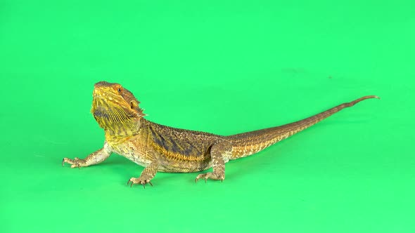 Lizards Bearded Agama or Pogona Vitticeps Isolated at Green Background in Studio