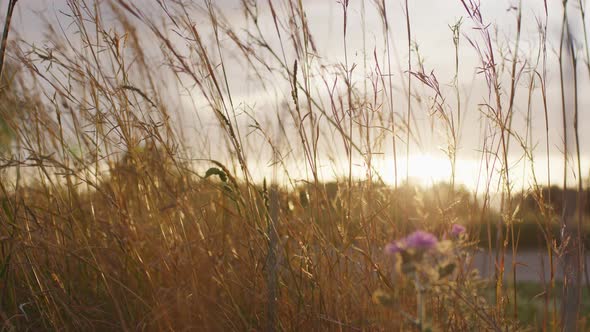 Shrubs At Sunset Light