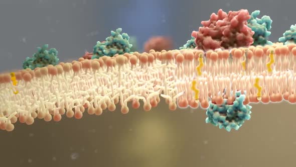 Animated clip showing the lipid layer of a human cell