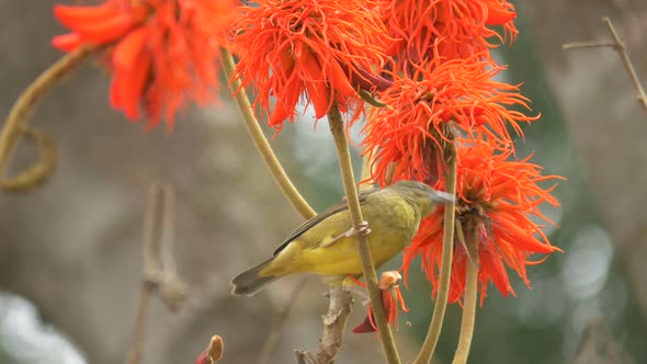 Yellow bird eating