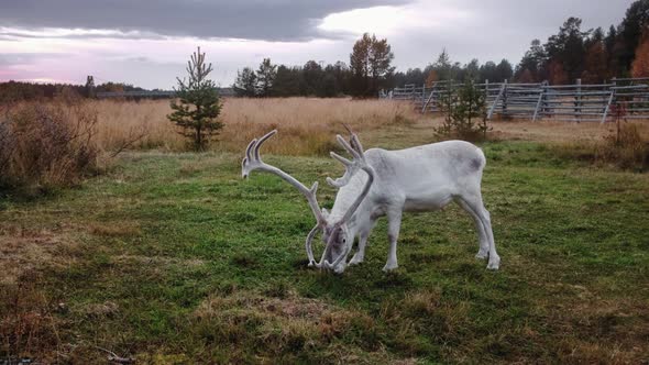 Beautiful White Male Reindeer Grazing on the Field in Lapland, Finland. 