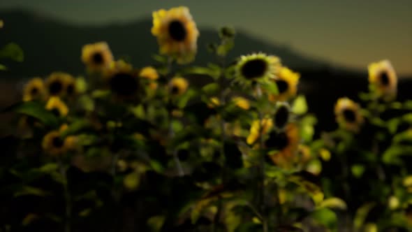 Sunflower Field on a Warm Summer Evening