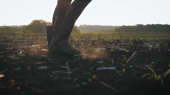 Farmer Goes with Rubber Boots Along Green Field. A Worker Go with His Rubber Boots at Sunset Time