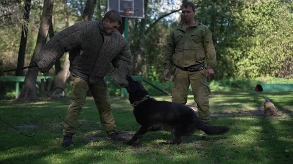 Men Hitting Yelling at Black Dog Holding Protective Suit Sleeve Training Guard Animal Outdoors
