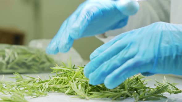 Quality control inspection of rosemary plant leaves under a magnifying glass