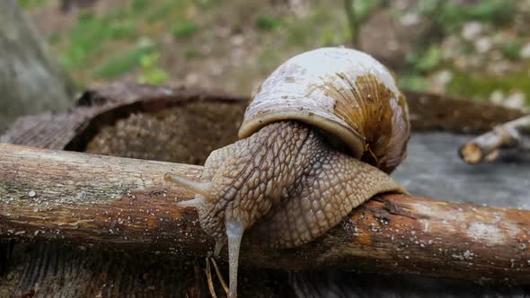 Brown Snail Slowly Moving on Wood, Natural Forest Environment, Fauna Wilderness