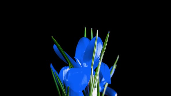 Timelapse of Blue Crocus Flower Blooming on Black Background Alpha Channel