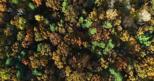 Autumn Forest - Aerial Views