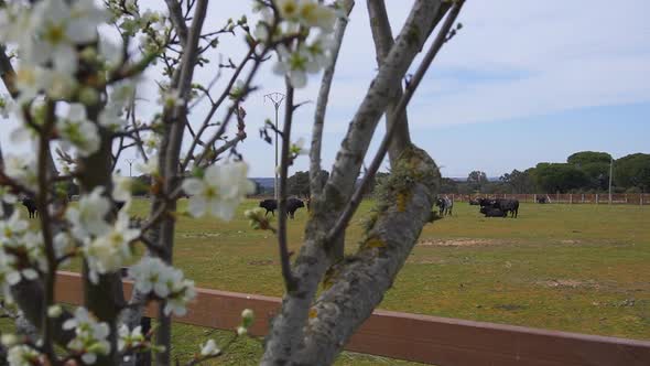 Holm Oak and bulls on a farm