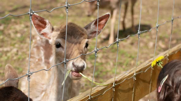 Deer on the farm. Children feed fresh grass to beautiful deer at the farm.