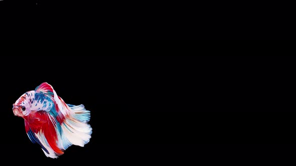 Slow motion of Siamese fighting fish (Betta splendens), well known name is Plakat Thai alt
