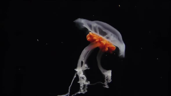 Jellyfish Underwater on Black