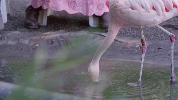 Flamingo eating food that young girl and woman are feeding it