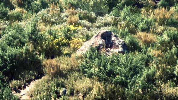 Big Rocks on Field with Dry Grass