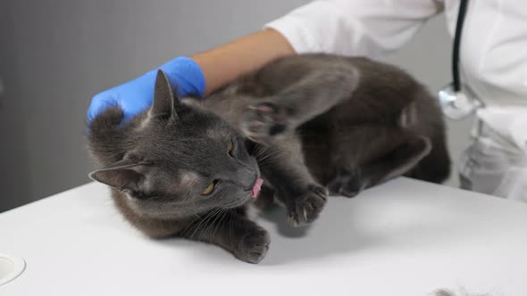 Veterinarian in Gloves Combing an Aggressive Gray Cat with a Brush
