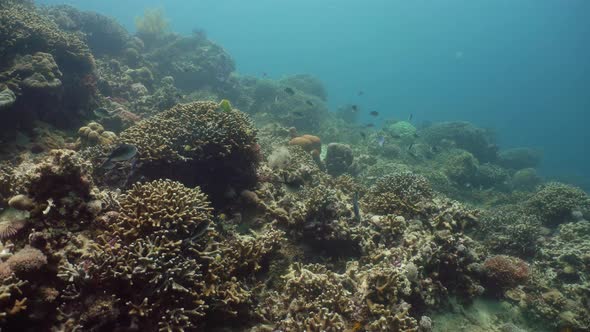 Coral Reef and Tropical Fish. Camiguin, Philippines