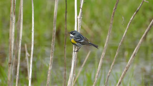 Natural landscape of a little migratory Yellow Rumped Warbler, Setophaga Coronata perching on a wood